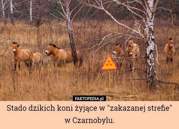 Stado dzikich koni żyjące w "zakazanej strefie" w Czarnobylu. 