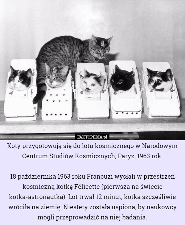 Koty przygotowują się do lotu kosmicznego w Narodowym Centrum Studiów Kosmicznych, Paryż, 1963 rok.

18 października 1963 roku Francuzi wysłali w przestrzeń kosmiczną kotkę Félicette (pierwsza na świecie kotka-astronautka). Lot trwał 12 minut, kotka szczęśliwie wróciła na ziemię. Niestety została uśpiona, by naukowcy mogli przeprowadzić na niej badania. 