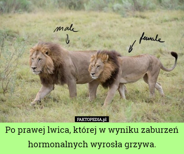Po prawej lwica, której w wyniku zaburzeń hormonalnych wyrosła grzywa. 