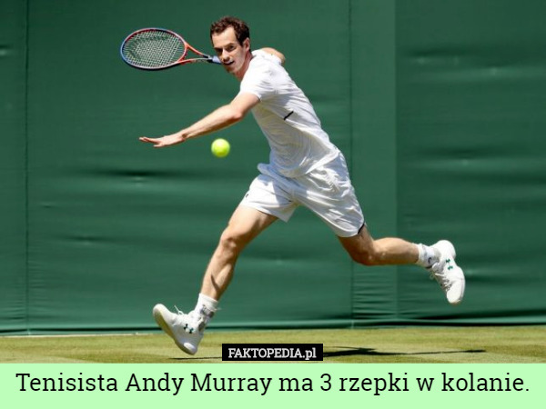 Tenisista Andy Murray ma 3 rzepki w kolanie. 