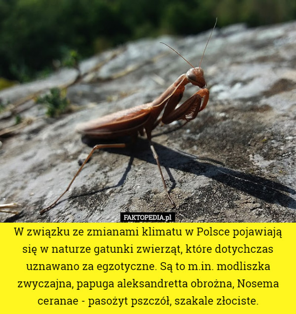W związku ze zmianami klimatu w Polsce pojawiają się w naturze gatunki zwierząt, które dotychczas uznawano za egzotyczne. Są to m.in. modliszka zwyczajna, papuga aleksandretta obrożna, Nosema ceranae - pasożyt pszczół, szakale złociste. 