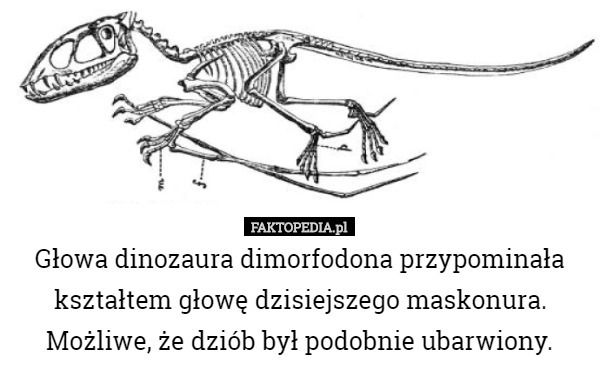 Głowa dinozaura dimorfodona przypominała kształtem głowę dzisiejszego maskonura. Możliwe, że dziób był podobnie ubarwiony. 