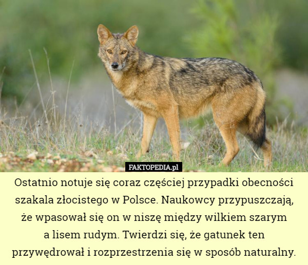 Ostatnio notuje się coraz częściej przypadki obecności szakala złocistego w Polsce. Naukowcy przypuszczają,
 że wpasował się on w niszę między wilkiem szarym
 a lisem rudym. Twierdzi się, że gatunek ten przywędrował i rozprzestrzenia się w sposób naturalny. 