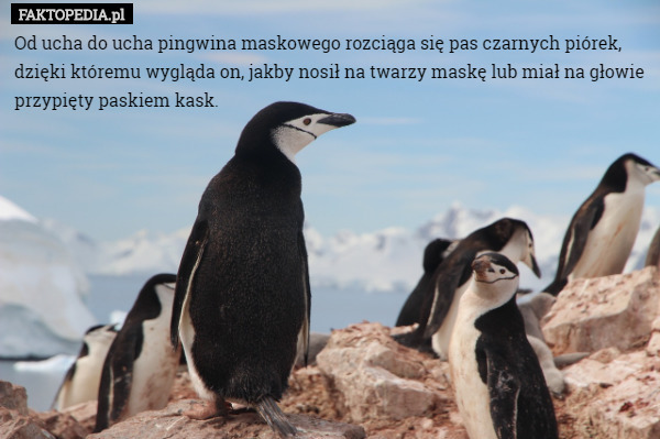 Od ucha do ucha pingwina maskowego rozciąga się pas czarnych piórek, dzięki któremu wygląda on, jakby nosił na twarzy maskę lub miał na głowie przypięty paskiem kask. 