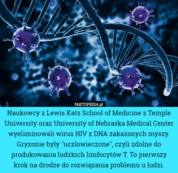 Naukowcy z Lewis Katz School of Medicine z Temple University oraz University of Nebraska Medical Center wyeliminowali wirus HIV z DNA zakażonych myszy. Gryzonie były "uczłowieczone", czyli zdolne do produkowania ludzkich limfocytów T. To pierwszy krok na drodze do rozwiązania problemu u ludzi. 