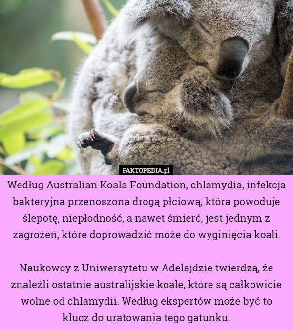 Według Australian Koala Foundation, chlamydia, infekcja bakteryjna przenoszona drogą płciową, która powoduje ślepotę, niepłodność, a nawet śmierć, jest jednym z zagrożeń, które doprowadzić może do wyginięcia koali.

 Naukowcy z Uniwersytetu w Adelajdzie twierdzą, że znaleźli ostatnie australijskie koale, które są całkowicie wolne od chlamydii. Według ekspertów może być to klucz do uratowania tego gatunku. 
