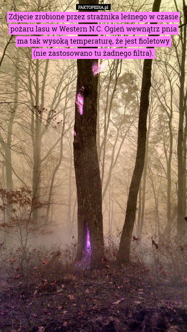 Zdjęcie zrobione przez strażnika leśnego w czasie pożaru lasu w Western N.C. Ogień wewnątrz pnia ma tak wysoką temperaturę, że jest fioletowy
 (nie zastosowano tu żadnego filtra). 