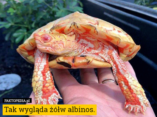 Tak wygląda żółw albinos. 