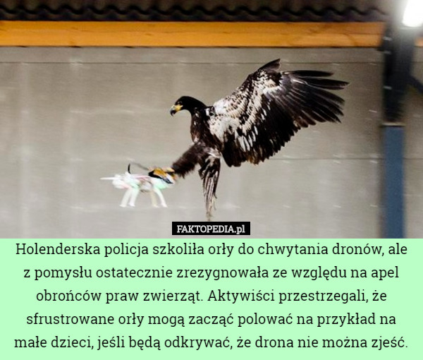 Holenderska policja szkoliła orły do chwytania dronów, ale
 z pomysłu ostatecznie zrezygnowała ze względu na apel obrońców praw zwierząt. Aktywiści przestrzegali, że sfrustrowane orły mogą zacząć polować na przykład na małe dzieci, jeśli będą odkrywać, że drona nie można zjeść. 