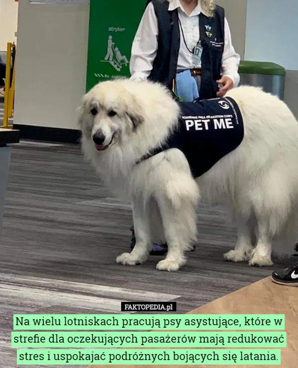 Na wielu lotniskach pracują psy asystujące, które w strefie dla oczekujących pasażerów mają redukować stres i uspokajać podróżnych bojących się latania. 