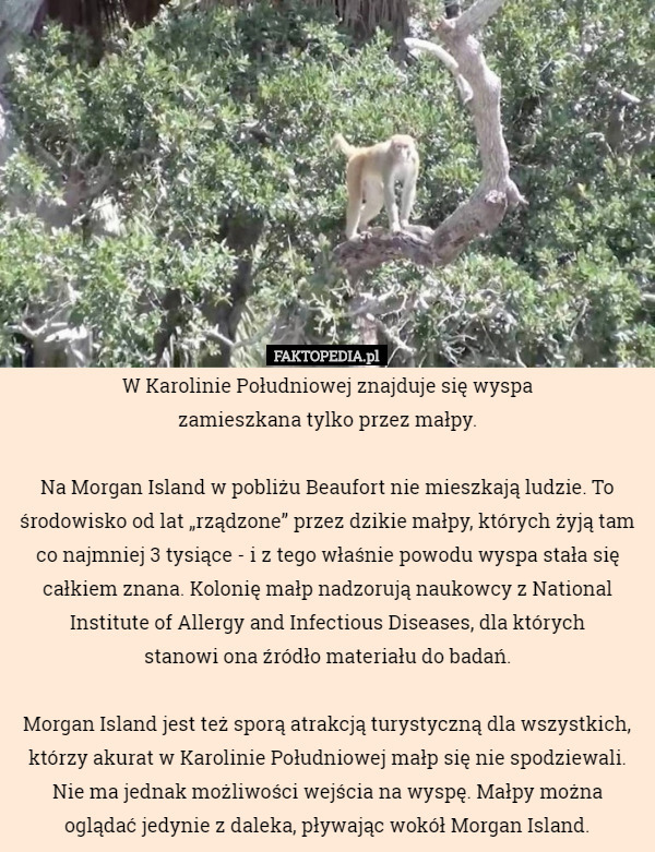 W Karolinie Południowej znajduje się wyspa
 zamieszkana tylko przez małpy.

 Na Morgan Island w pobliżu Beaufort nie mieszkają ludzie. To środowisko od lat „rządzone” przez dzikie małpy, których żyją tam co najmniej 3 tysiące - i z tego właśnie powodu wyspa stała się całkiem znana. Kolonię małp nadzorują naukowcy z National Institute of Allergy and Infectious Diseases, dla których
 stanowi ona źródło materiału do badań.

 Morgan Island jest też sporą atrakcją turystyczną dla wszystkich, którzy akurat w Karolinie Południowej małp się nie spodziewali. Nie ma jednak możliwości wejścia na wyspę. Małpy można oglądać jedynie z daleka, pływając wokół Morgan Island. 