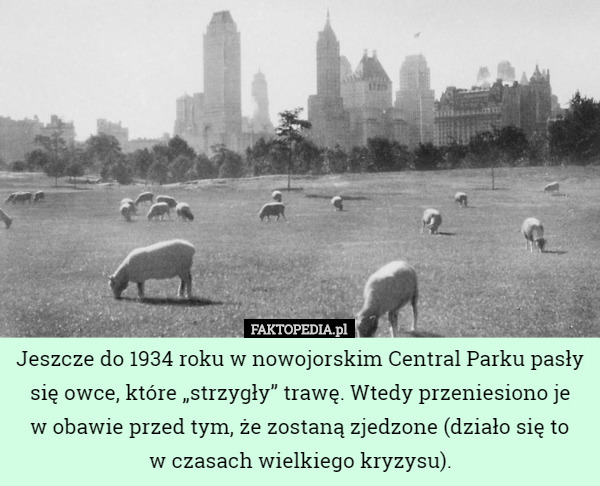 Jeszcze do 1934 roku w nowojorskim Central Parku pasły się owce, które „strzygły” trawę. Wtedy przeniesiono je
w obawie przed tym, że zostaną zjedzone (działo się to
w czasach wielkiego kryzysu). 