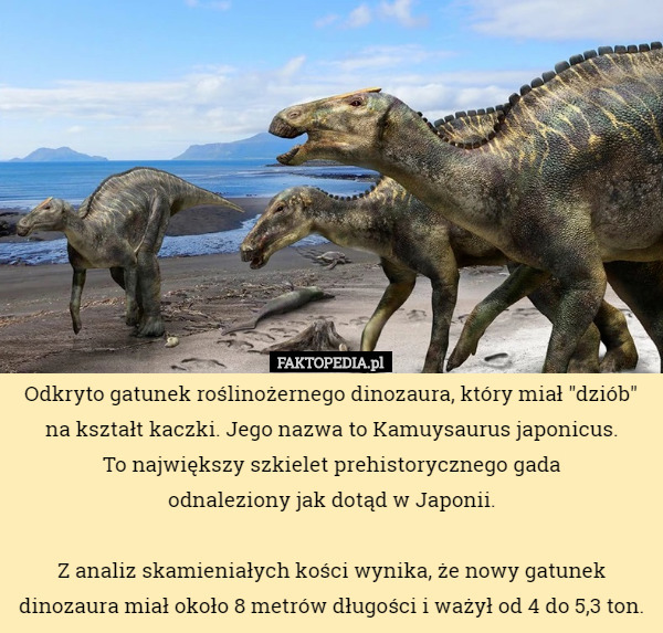Odkryto gatunek roślinożernego dinozaura, który miał "dziób" na kształt kaczki. Jego nazwa to Kamuysaurus japonicus.
 To największy szkielet prehistorycznego gada
 odnaleziony jak dotąd w Japonii.

Z analiz skamieniałych kości wynika, że nowy gatunek dinozaura miał około 8 metrów długości i ważył od 4 do 5,3 ton. 