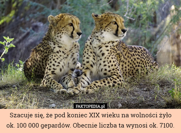 Szacuje się, że pod koniec XIX wieku na wolności żyło
 ok. 100 000 gepardów. Obecnie liczba ta wynosi ok. 7100. 