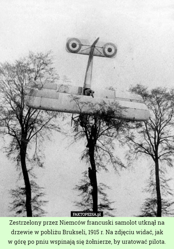 Zestrzelony przez Niemców francuski samolot utknął na drzewie w pobliżu Brukseli, 1915 r. Na zdjęciu widać, jak
 w górę po pniu wspinają się żołnierze, by uratować pilota. 