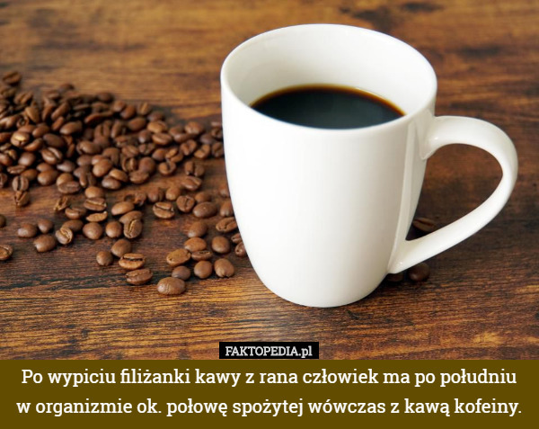 Po wypiciu filiżanki kawy z rana człowiek ma po południu w organizmie ok. połowę spożytej wówczas z kawą kofeiny. 