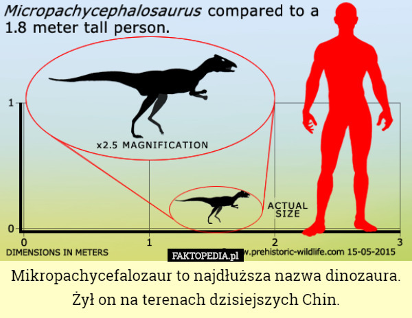 Mikropachycefalozaur to najdłuższa nazwa dinozaura.
Żył on na terenach dzisiejszych Chin. 