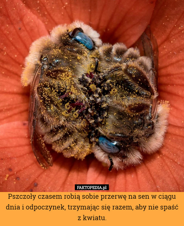Pszczoły czasem robią sobie przerwę na sen w ciągu dnia i odpoczynek, trzymając się razem, aby nie spaść z kwiatu. 