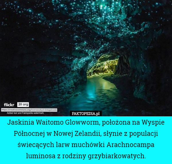 Jaskinia Waitomo Glowworm, położona na Wyspie Północnej w Nowej Zelandii, słynie z populacji świecących larw muchówki Arachnocampa luminosa z rodziny grzybiarkowatych. 