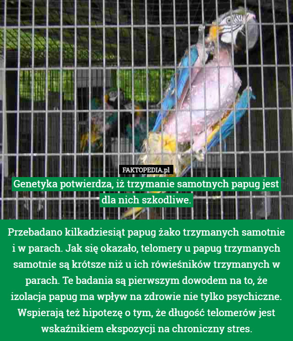 Genetyka potwierdza, iż trzymanie samotnych papug jest dla nich szkodliwe.

Przebadano kilkadziesiąt papug żako trzymanych samotnie i w parach. Jak się okazało, telomery u papug trzymanych samotnie są krótsze niż u ich rówieśników trzymanych w parach. Te badania są pierwszym dowodem na to, że izolacja papug ma wpływ na zdrowie nie tylko psychiczne. Wspierają też hipotezę o tym, że długość telomerów jest wskaźnikiem ekspozycji na chroniczny stres. 