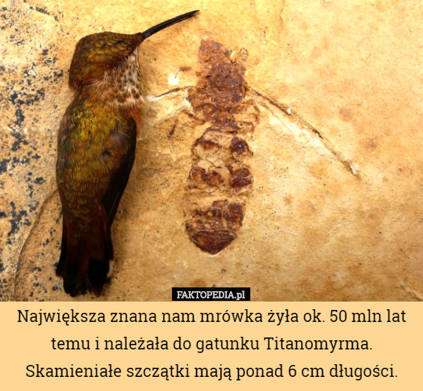 Największa znana nam mrówka żyła ok. 50 mln lat temu i należała do gatunku Titanomyrma. Skamieniałe szczątki mają ponad 6 cm długości. 