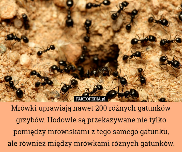 Mrówki uprawiają nawet 200 różnych gatunków grzybów. Hodowle są przekazywane nie tylko pomiędzy mrowiskami z tego samego gatunku,
 ale również między mrówkami różnych gatunków. 