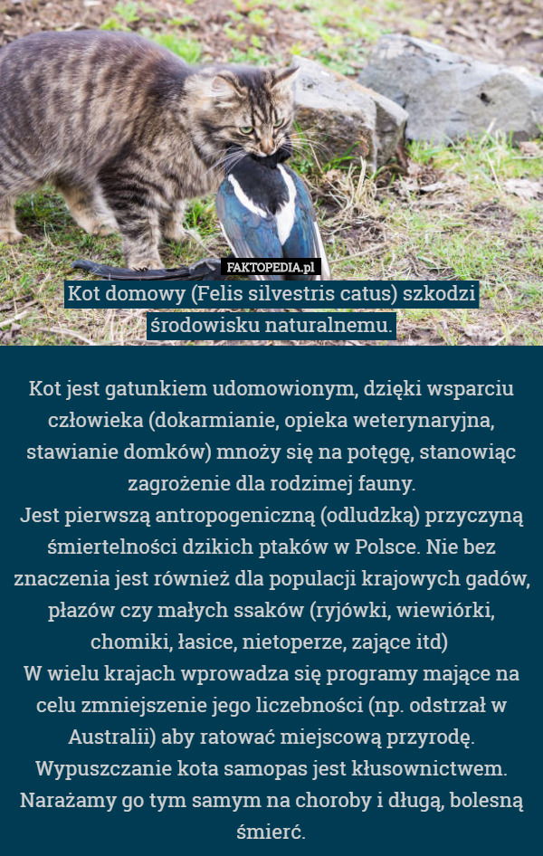 Kot domowy (Felis silvestris catus) szkodzi środowisku naturalnemu.

Kot jest gatunkiem udomowionym, dzięki wsparciu człowieka (dokarmianie, opieka weterynaryjna, stawianie domków) mnoży się na potęgę, stanowiąc zagrożenie dla rodzimej fauny.
Jest pierwszą antropogeniczną (odludzką) przyczyną śmiertelności dzikich ptaków w Polsce. Nie bez znaczenia jest również dla populacji krajowych gadów, płazów czy małych ssaków (ryjówki, wiewiórki, chomiki, łasice, nietoperze, zające itd) 
W wielu krajach wprowadza się programy mające na celu zmniejszenie jego liczebności (np. odstrzał w Australii) aby ratować miejscową przyrodę.
Wypuszczanie kota samopas jest kłusownictwem. Narażamy go tym samym na choroby i długą, bolesną śmierć. 