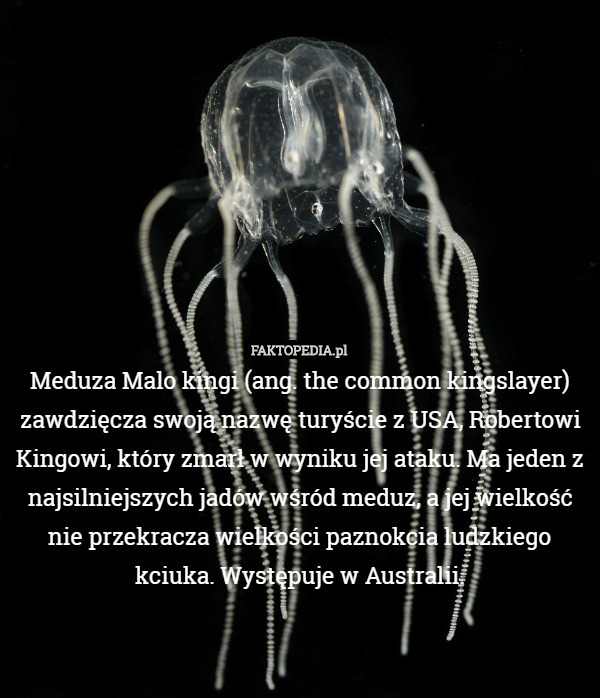 Meduza Malo kingi (ang. the common kingslayer) zawdzięcza swoją nazwę turyście z USA, Robertowi Kingowi, który zmarł w wyniku jej ataku. Ma jeden z najsilniejszych jadów wśród meduz, a jej wielkość nie przekracza wielkości paznokcia ludzkiego kciuka. Występuje w Australii. 