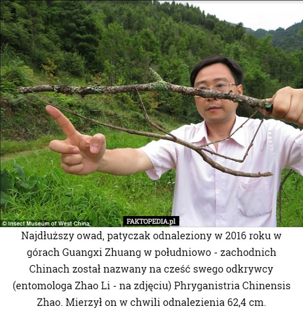 Najdłuższy owad, patyczak odnaleziony w 2016 roku w górach Guangxi Zhuang w południowo - zachodnich Chinach został nazwany na cześć swego odkrywcy (entomologa Zhao Li - na zdjęciu) Phryganistria Chinensis Zhao. Mierzył on w chwili odnalezienia 62,4 cm. 