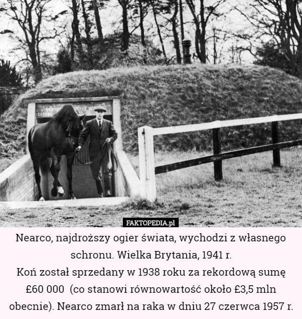 Nearco, najdroższy ogier świata, wychodzi z własnego schronu. Wielka Brytania, 1941 r.
Koń został sprzedany w 1938 roku za rekordową sumę £60 000  (co stanowi równowartość około £3,5 mln obecnie). Nearco zmarł na raka w dniu 27 czerwca 1957 r. 