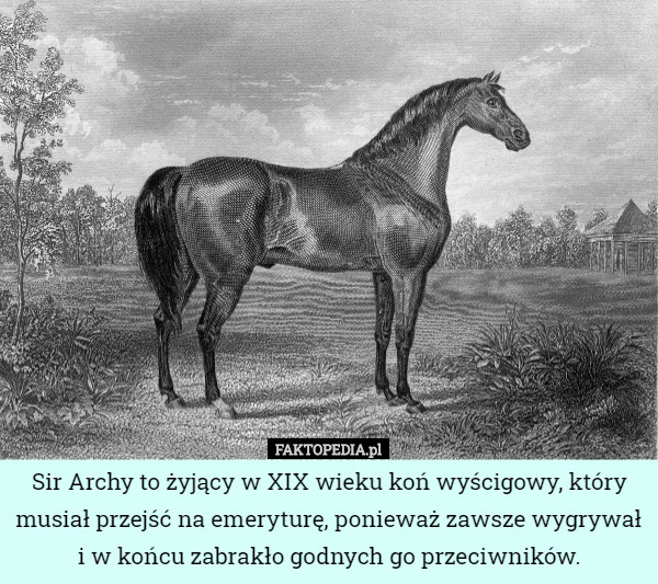 Sir Archy to żyjący w XIX wieku koń wyścigowy, który musiał przejść na emeryturę, ponieważ zawsze wygrywał
i w końcu zabrakło godnych go przeciwników. 
