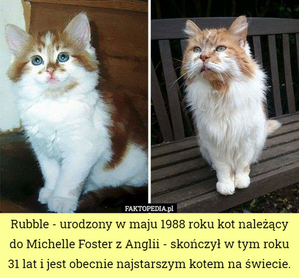 Rubble - urodzony w maju 1988 roku kot należący do Michelle Foster z Anglii - skończył w tym roku 31 lat i jest obecnie najstarszym kotem na świecie. 