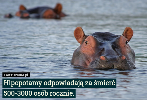 Hipopotamy odpowiadają za śmierć
 500-3000 osób rocznie. 