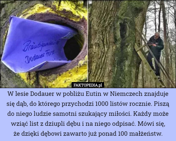 W lesie Dodauer w pobliżu Eutin w Niemczech znajduje się dąb, do którego przychodzi 1000 listów rocznie. Piszą do niego ludzie samotni szukający miłości. Każdy może wziąć list z dziupli dębu i na niego odpisać. Mówi się,
 że dzięki dębowi zawarto już ponad 100 małżeństw. 