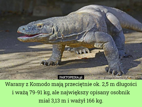 Warany z Komodo mają przeciętnie ok. 2,5 m długości
 i ważą 79-91 kg, ale największy opisany osobnik
 miał 3,13 m i ważył 166 kg. 