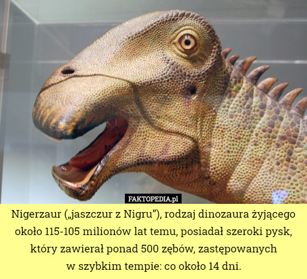 Nigerzaur („jaszczur z Nigru”), rodzaj dinozaura żyjącego około 115-105 milionów lat temu, posiadał szeroki pysk, który zawierał ponad 500 zębów, zastępowanych
 w szybkim tempie: co około 14 dni. 