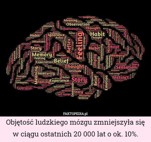 Objętość ludzkiego mózgu zmniejszyła się w ciągu ostatnich 20 000 lat o ok. 10%. 