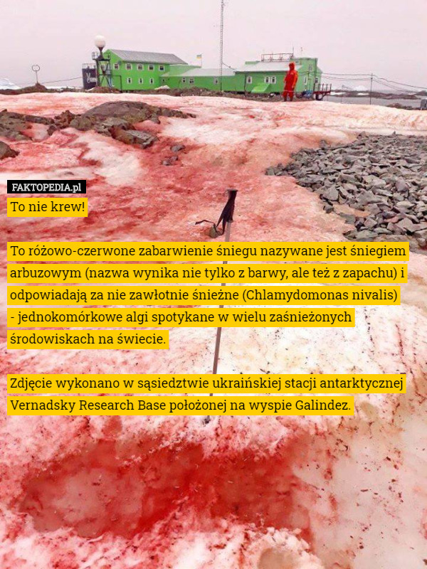 To nie krew!

To różowo-czerwone zabarwienie śniegu nazywane jest śniegiem arbuzowym (nazwa wynika nie tylko z barwy, ale też z zapachu) i odpowiadają za nie zawłotnie śnieżne (Chlamydomonas nivalis)
 - jednokomórkowe algi spotykane w wielu zaśnieżonych środowiskach na świecie.

Zdjęcie wykonano w sąsiedztwie ukraińskiej stacji antarktycznej Vernadsky Research Base położonej na wyspie Galindez. 