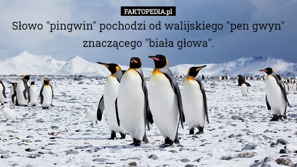 Słowo "pingwin" pochodzi od walijskiego "pen gwyn" znaczącego "biała głowa". 