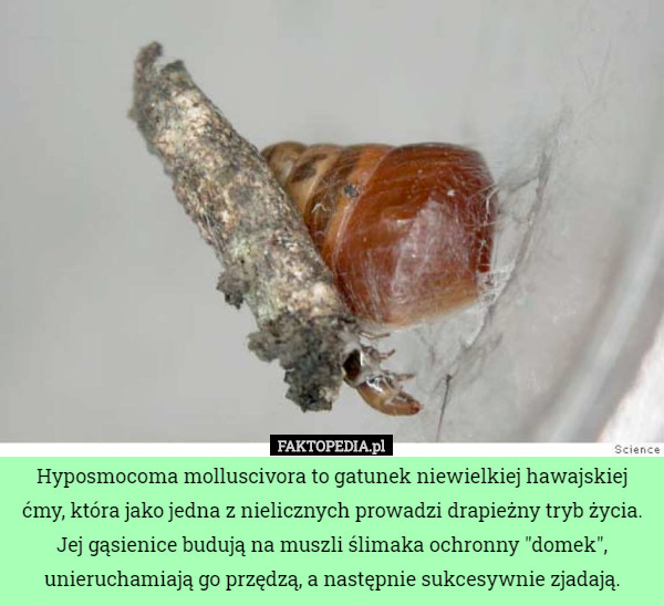 Hyposmocoma molluscivora to gatunek niewielkiej hawajskiej ćmy, która jako jedna z nielicznych prowadzi drapieżny tryb życia. Jej gąsienice budują na muszli ślimaka ochronny "domek", unieruchamiają go przędzą, a następnie sukcesywnie zjadają. 