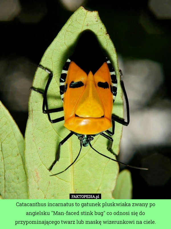Catacanthus incarnatus to gatunek pluskwiaka zwany po angielsku "Man-faced stink bug" co odnosi się do przypominającego twarz lub maskę wizerunkowi na ciele. 