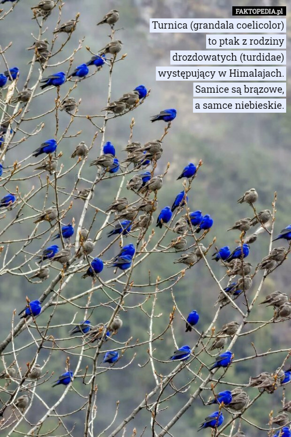 Turnica (grandala coelicolor)
 to ptak z rodziny
 drozdowatych (turdidae)
 występujący w Himalajach.
 Samice są brązowe,
 a samce niebieskie. 