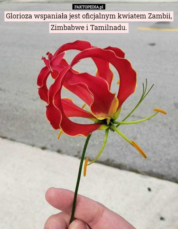 Glorioza wspaniała jest oficjalnym kwiatem Zambii, Zimbabwe i Tamilnadu. 