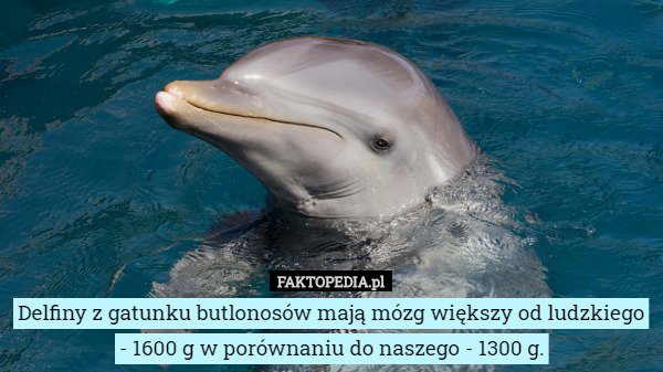Delfiny z gatunku butlonosów mają mózg większy od ludzkiego - 1600 g w porównaniu do naszego - 1300 g. 