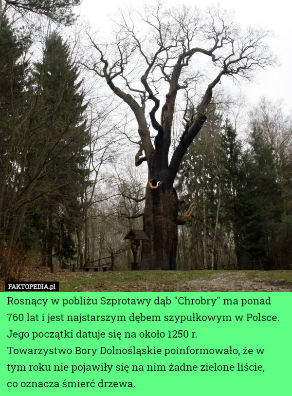 Rosnący w pobliżu Szprotawy dąb "Chrobry" ma ponad 760 lat i jest najstarszym dębem szypułkowym w Polsce.
Jego początki datuje się na około 1250 r.
Towarzystwo Bory Dolnośląskie poinformowało, że w tym roku nie pojawiły się na nim żadne zielone liście,
 co oznacza śmierć drzewa. 