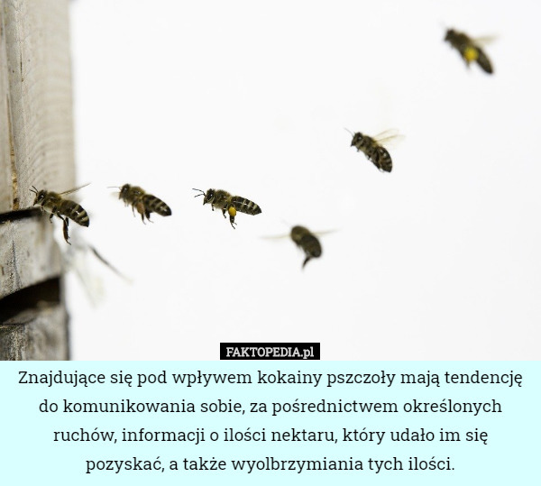 Znajdujące się pod wpływem kokainy pszczoły mają tendencję do komunikowania sobie, za pośrednictwem określonych ruchów, informacji o ilości nektaru, który udało im się pozyskać, a także wyolbrzymiania tych ilości. 