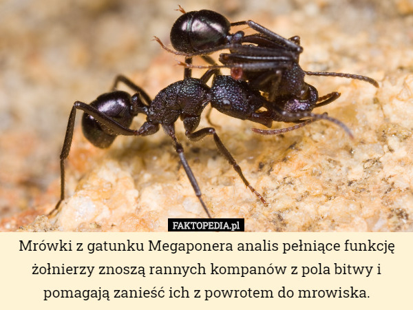 Mrówki z gatunku Megaponera analis pełniące funkcję żołnierzy znoszą rannych kompanów z pola bitwy i pomagają zanieść ich z powrotem do mrowiska. 