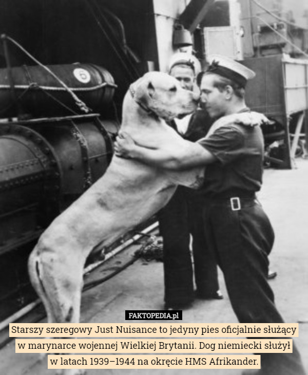 Starszy szeregowy Just Nuisance to jedyny pies oficjalnie służący w marynarce wojennej Wielkiej Brytanii. Dog niemiecki służył
w latach 1939–1944 na okręcie HMS Afrikander. 