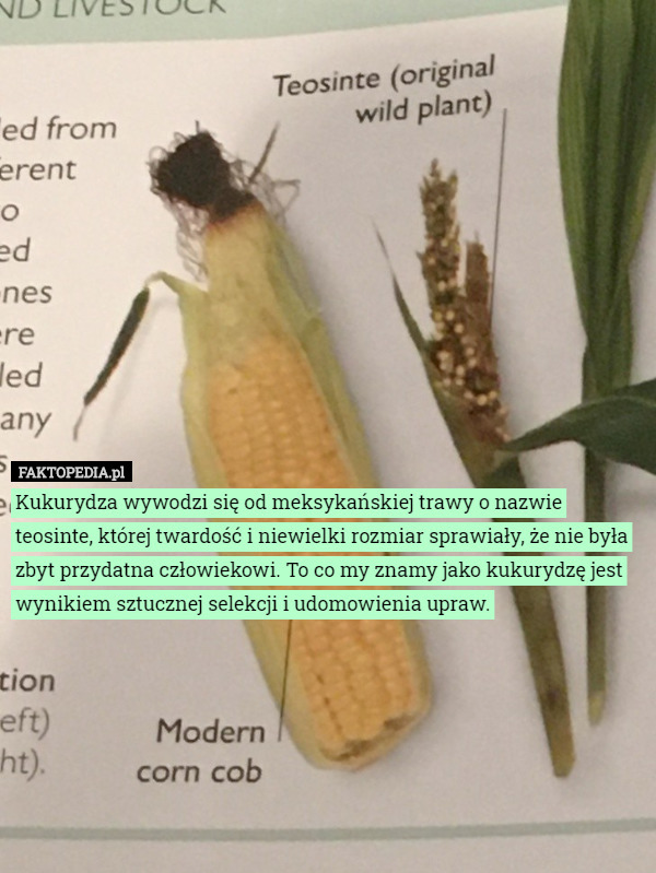Kukurydza wywodzi się od meksykańskiej trawy o nazwie teosinte, której twardość i niewielki rozmiar sprawiały, że nie była zbyt przydatna człowiekowi. To co my znamy jako kukurydzę jest wynikiem sztucznej selekcji i udomowienia upraw. 