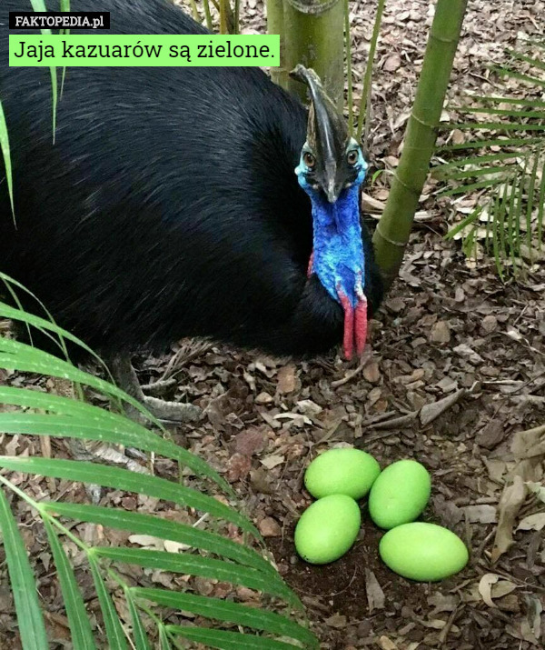 Jaja kazuarów są zielone. 